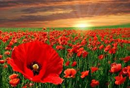 Description: red-poppy-flowers-1280x800.jpg